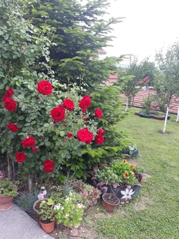 Apartman Drina Berilovac Bagian luar foto